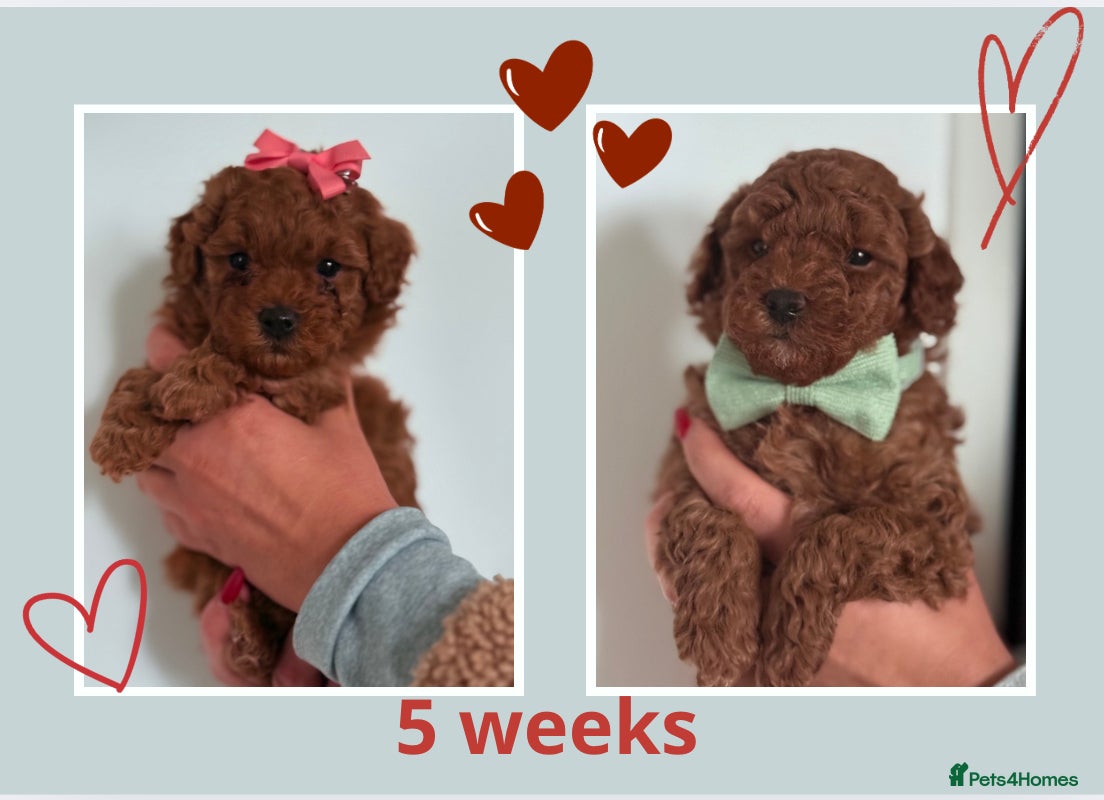 Maltipoo dogs Red mini maltipoo F1b puppies 😍💙💓 - Advert 4