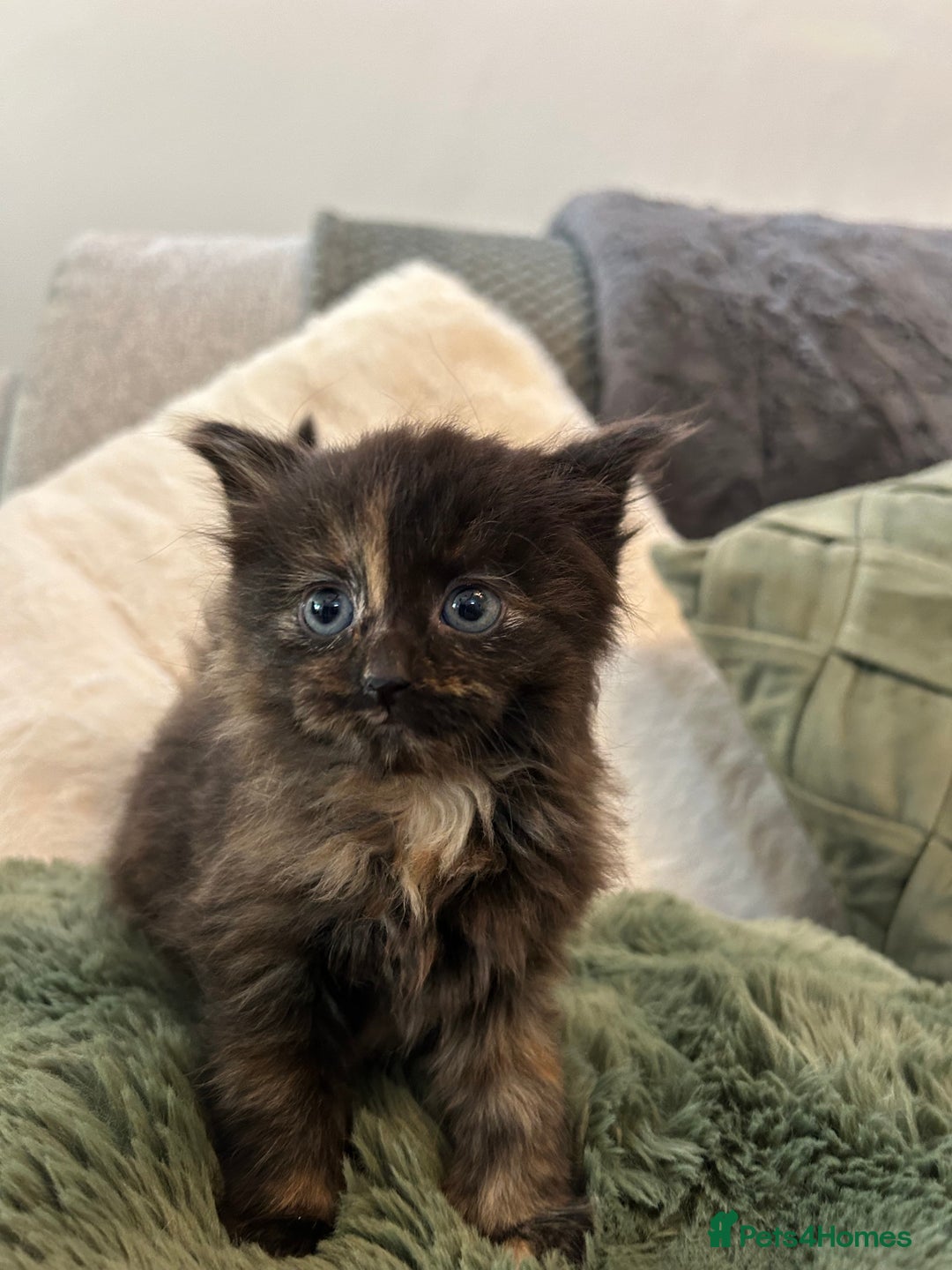 Mixed Breed cats for sale: Extra fluffy kittens - Image 7