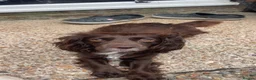 Cockapoo dogs for sale: Gorgeous F1 Cockapoo Pups  in Bexhill-on-Sea - Advert 11