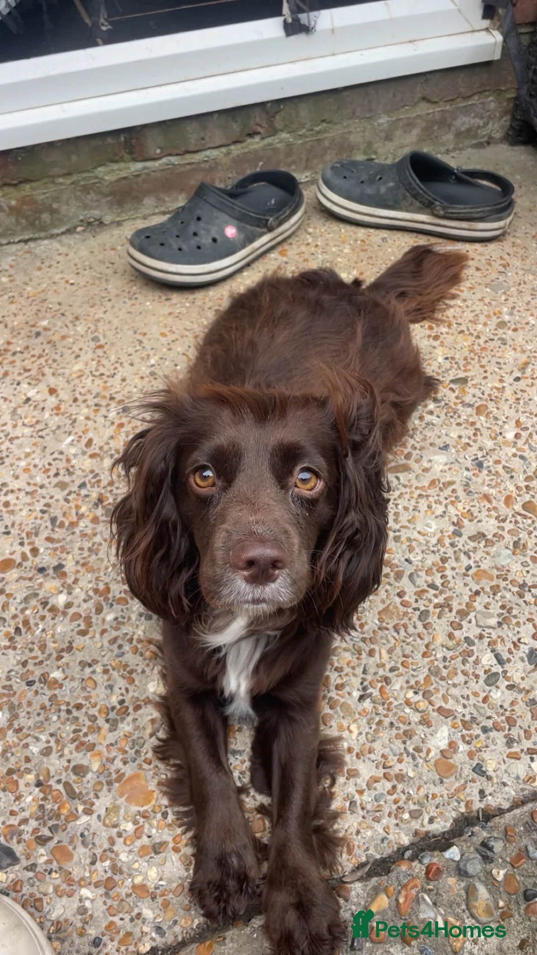 Cockapoo dogs for sale: Gorgeous F1 Cockapoo Pups  in Bexhill-on-Sea - Advert 11