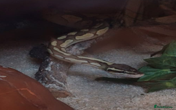 Python Snake reptiles for sale: ball python (please read description)  - Image 3