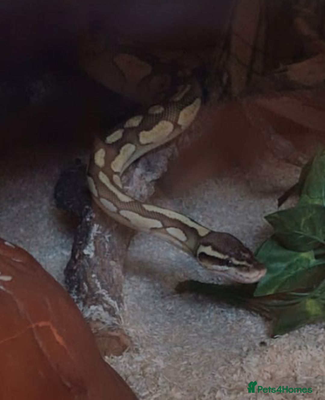 Python Snake reptiles for sale: ball python (please read description)  - Image 3
