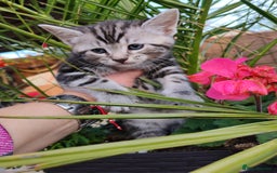Mixed Breed cats for sale: Cute Bengal mix Kittens looking for loving homes🐱 - Image 15
