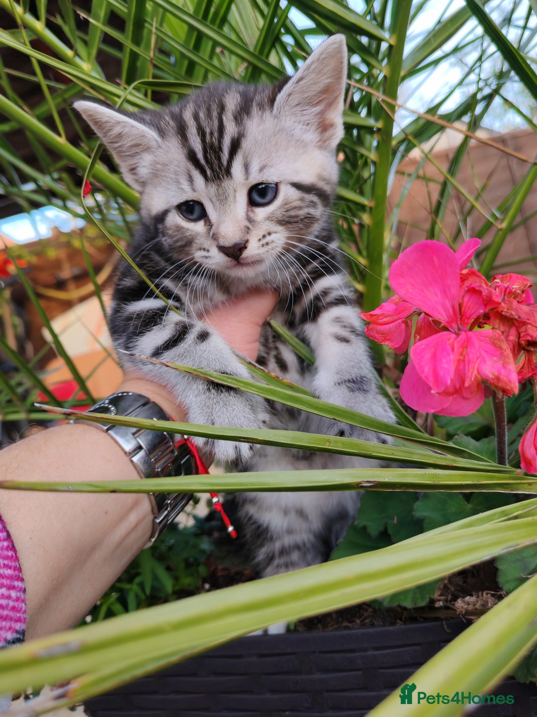 Mixed Breed cats for sale: Cute Bengal mix Kittens looking for loving homes🐱 - Image 15