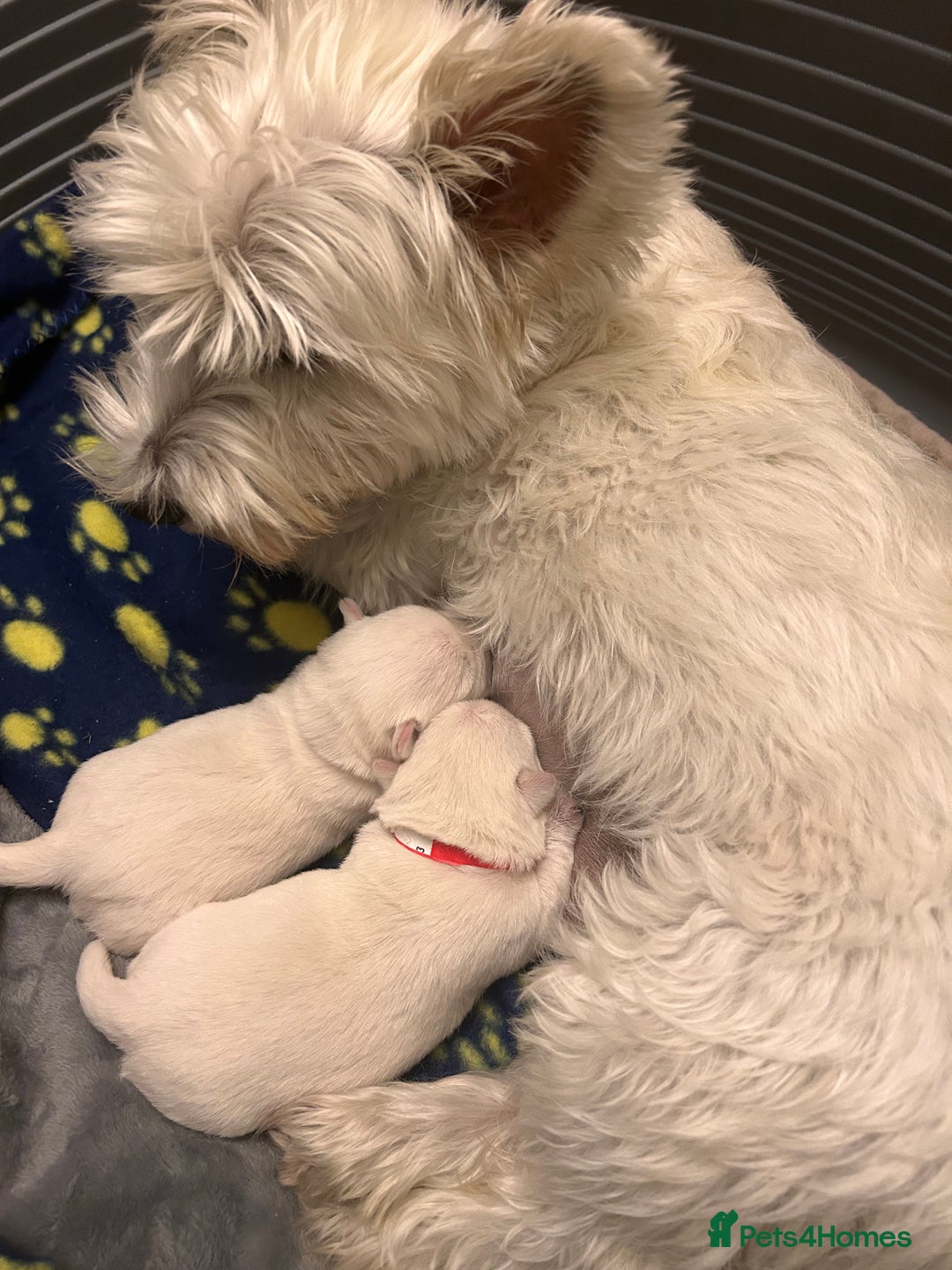 West Highland Terrier dogs for sale: Beautiful West Highland Terrier (Westie) Puppies  - Advert 6