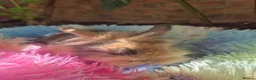 Mixed Breed rabbits for sale: Baby Harlequin Lionhead rabbits  - Advert 6