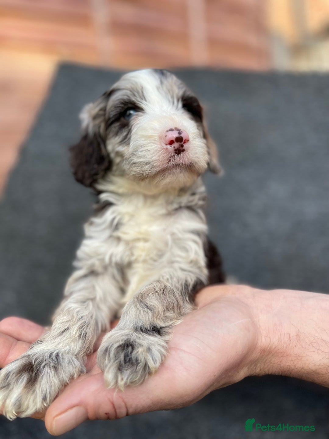 Cockapoo dogs for sale: Adorable Cockerpoo Puppies Ready - Image 9