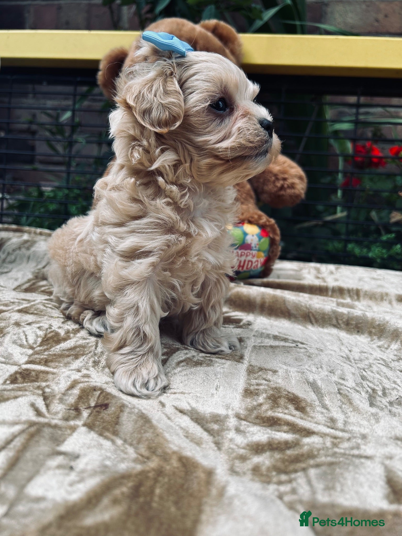 Maltipoo dogs  **  Miny Maltipoo – Beautiful Teddy Bear Face - Advert 1