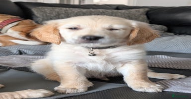 Golden Retriever dogs - Advert 9