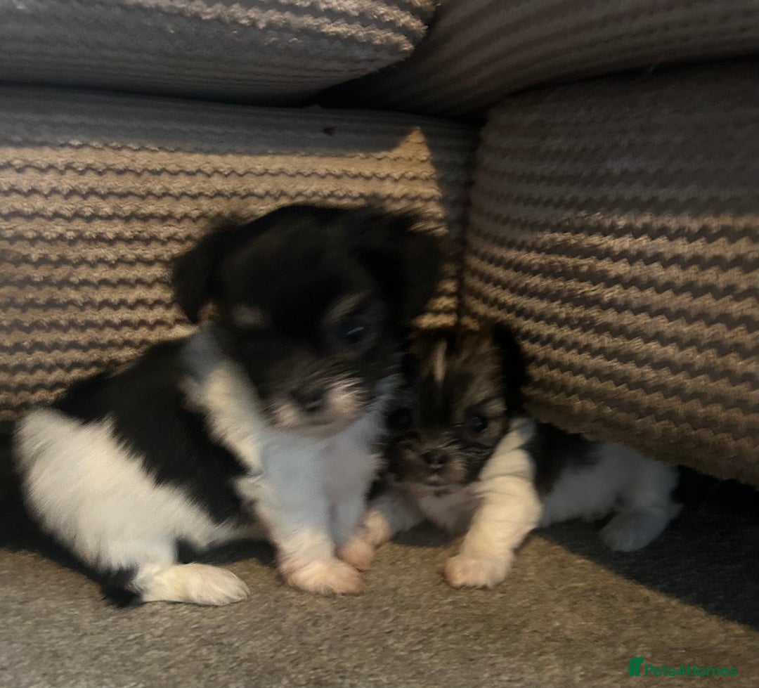 Chorkie dogs for sale: Outstanding chorkie puppies  - Image 6