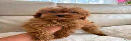 Cavapoo dogs for sale: Cavapoobabiesuk litter has arrived  - Advert 3