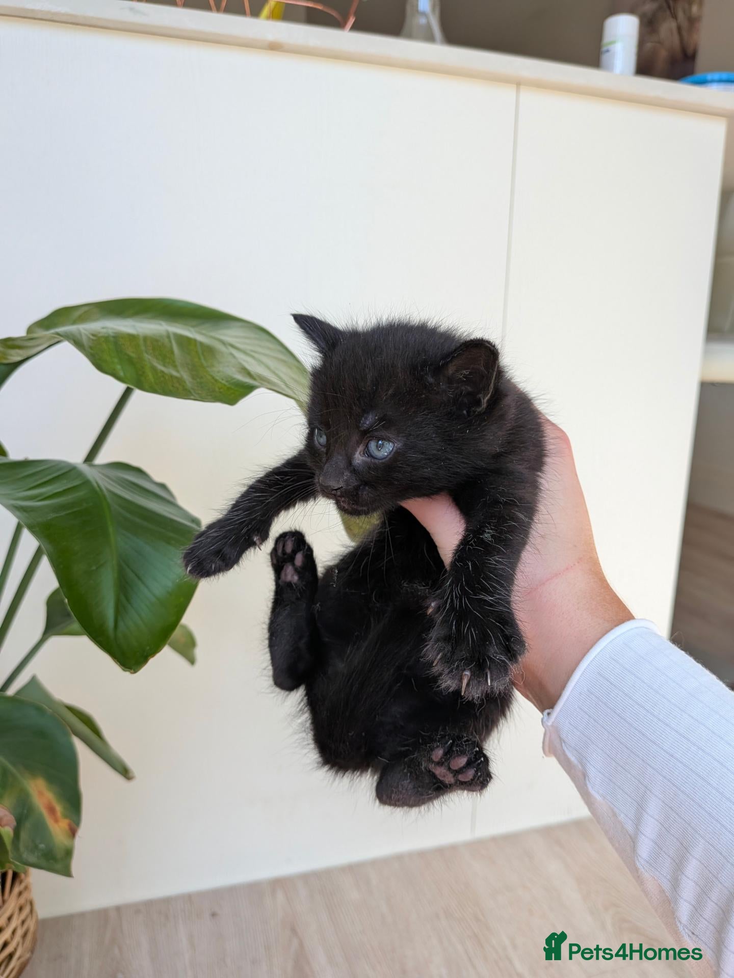 Mixed Breed cats *1 left* 4 STUNNING kittens for sale - Advert 1