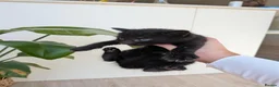 Mixed Breed cats for sale: *3 left* 4 STUNNING kittens for sale - Advert 3