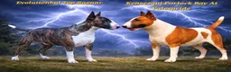 English Bull Terrier dogs for stud: CH Sired English bull terrier STUD - Advert 2