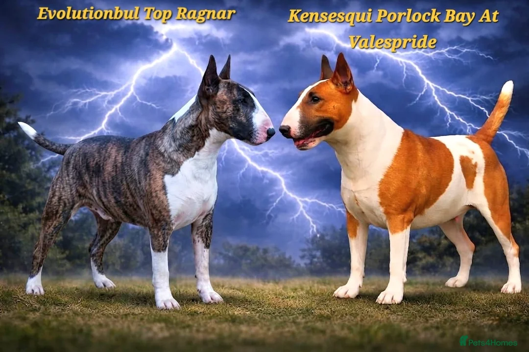 English Bull Terrier dogs for stud: CH Sired English bull terrier STUD - Advert 2