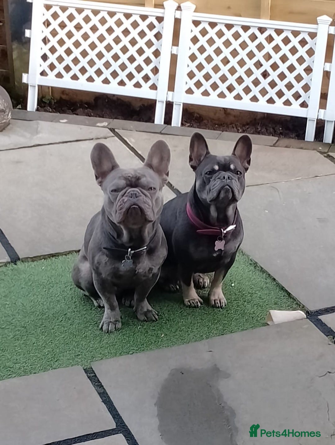 French Bulldog dogs for sale: Adorable Frenchie Puppies - Image 2