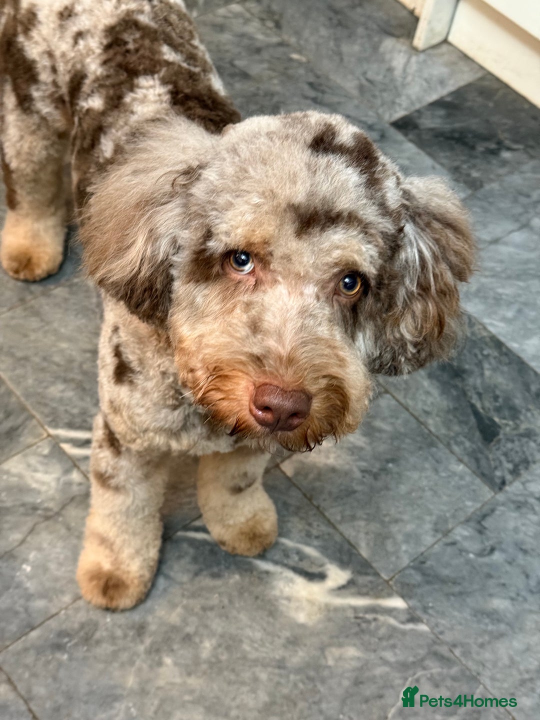 Bernedoodle dogs for sale: Ready to go Miniature Health Tested Bernedoodles  - Advert 6