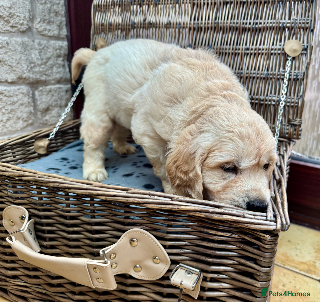 Golden Retriever dogs for sale: **LAST MALE** KC Reg Golden Retriever Puppies - Image 10