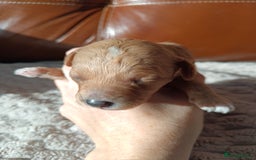 Cockapoo dogs for sale: Beautiful litter of cockapoos - Image 21