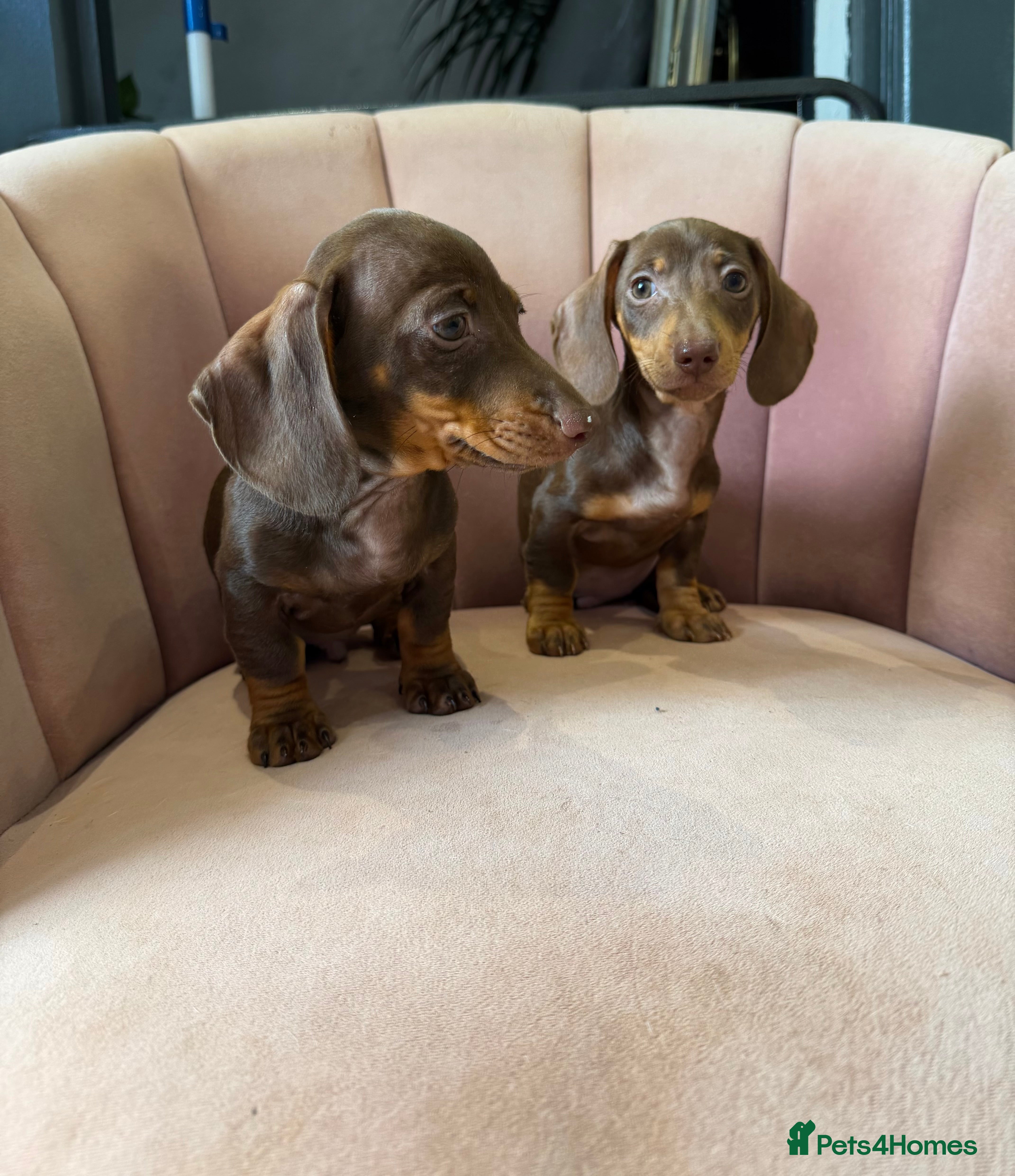 Miniature Dachshund dogs Beautiful Dachshund Male Puppies Ready now  - Advert 9