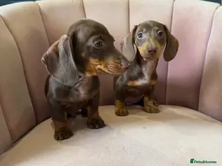 Miniature Dachshund dogs Beautiful Dachshund Male Puppies Ready now - Advert 9