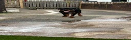 Rottweiler dogs for stud: ZEUS, - Advert 6