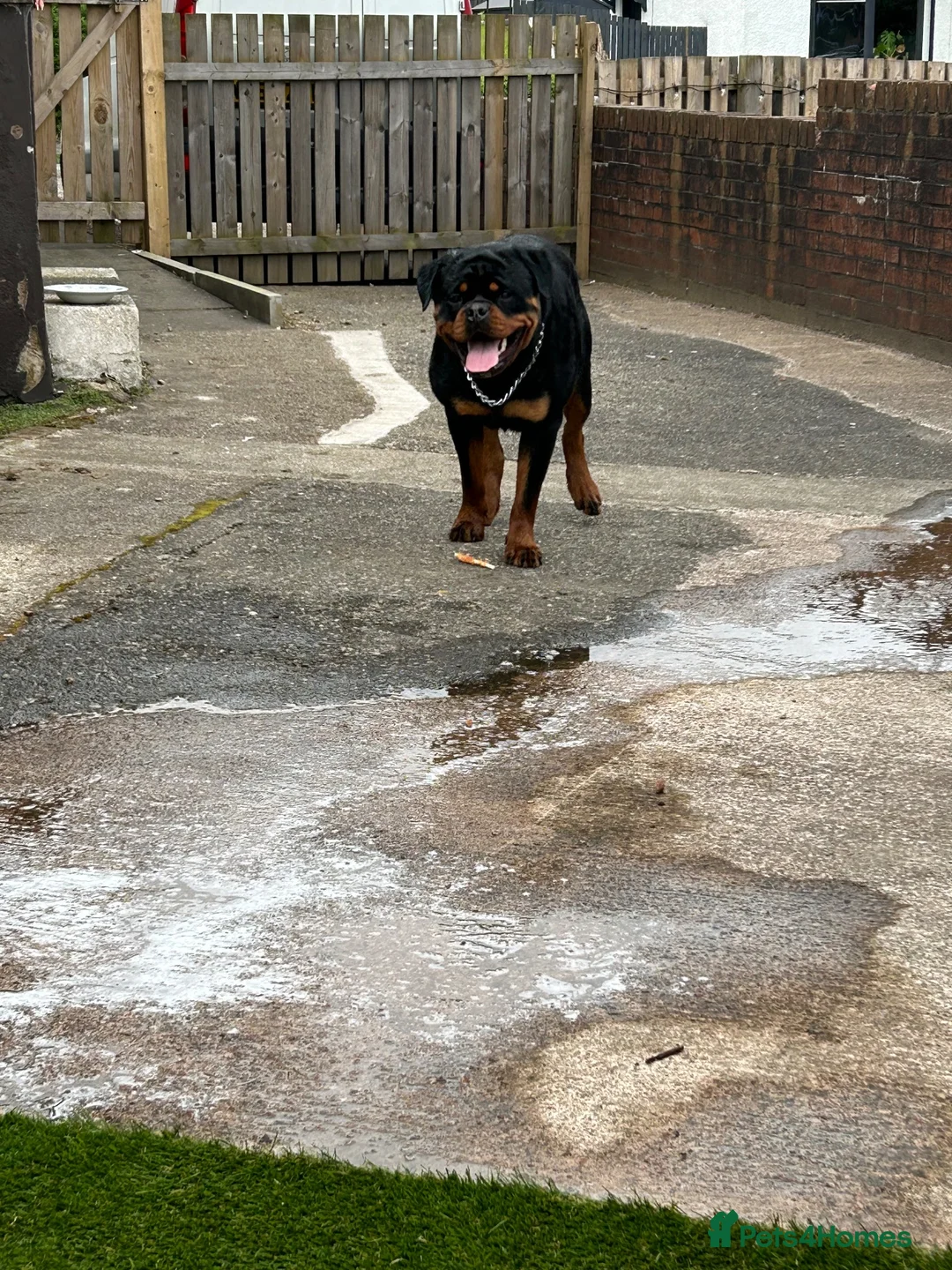 Rottweiler dogs for stud: ZEUS, - Advert 6