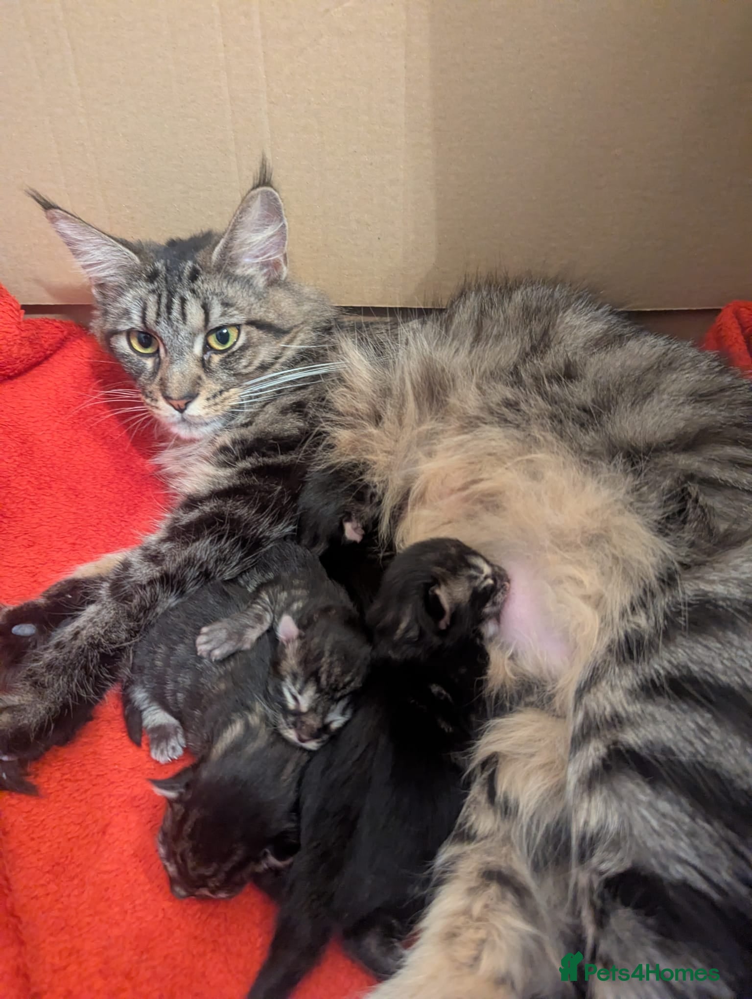 Maine Coon cats Mainecoon female 'lily' looking for family home 🏡 - Advert 2