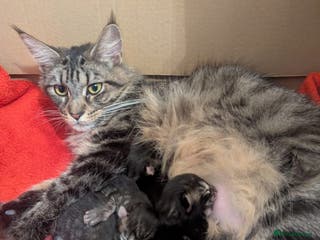 Maine Coon cats Mainecoon female 'lily' looking for family home 🏡 - Advert 1