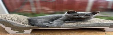 British Shorthair Kitten 5 (Orange Collar)