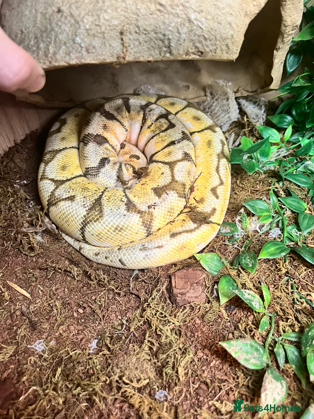Python Snake reptiles for sale: Ball python and full vivarium set up - Advert 3