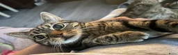 Mixed Breed cats for sale: 10year old Tabby Cat - Advert 1