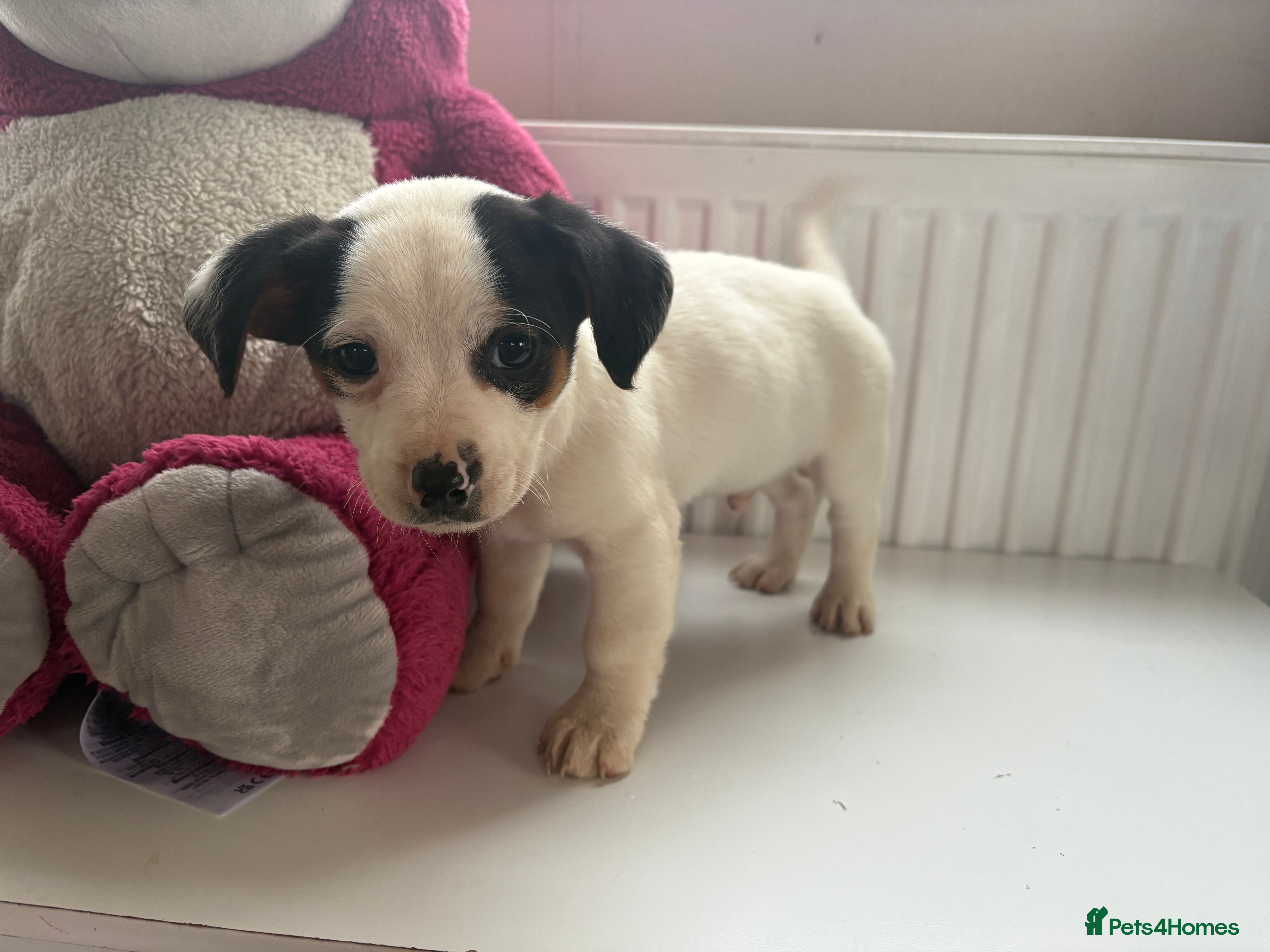 Jack Russell dogs Jack Russell puppies  - Advert 2