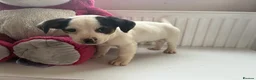 Jack Russell dogs for sale: Jack Russell puppies  - Advert 1
