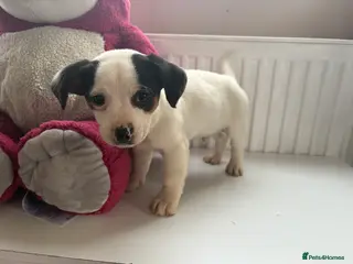 Jack Russell dogs Jack Russell puppies - Advert 13