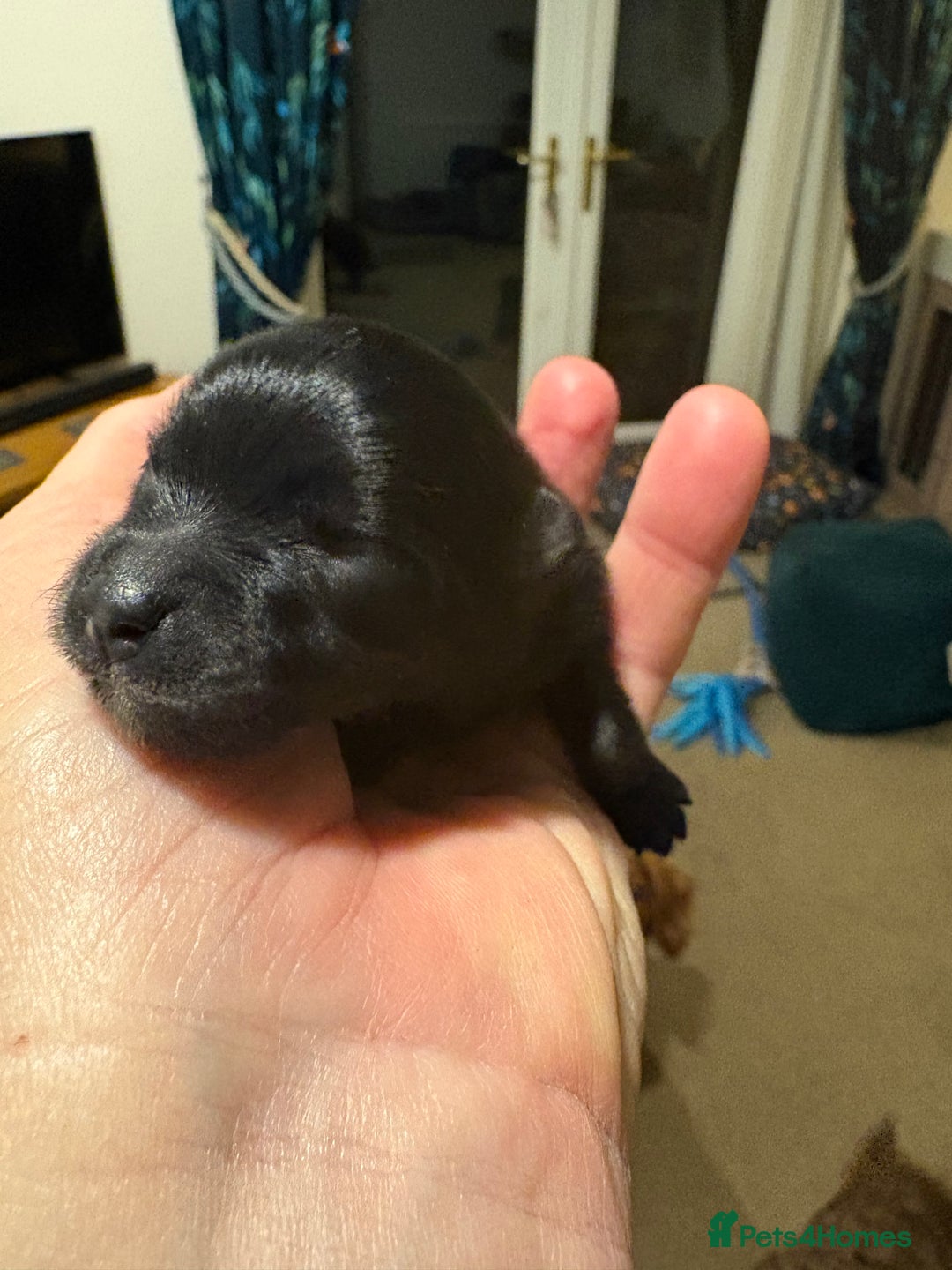 Pomeranian dogs for sale: Tiny Female Black Pomeranian Puppy  - Advert 9