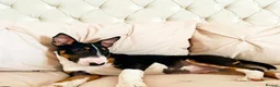 English Bull Terrier dogs for sale: Stunning KC Registered English Bullterrier Puppies - Advert 12