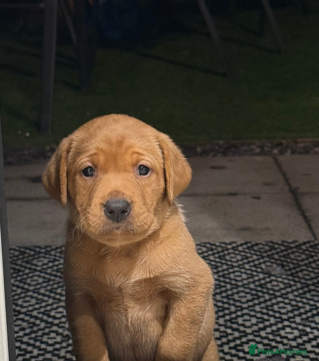 Labrador Retriever dogs for sale: KC Red fox Labrador retrievers  - Image 13