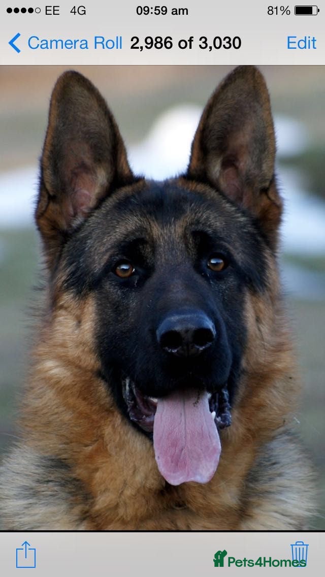 German Shepherd dogs Beautiful German Shepherd Pups  - Advert 1