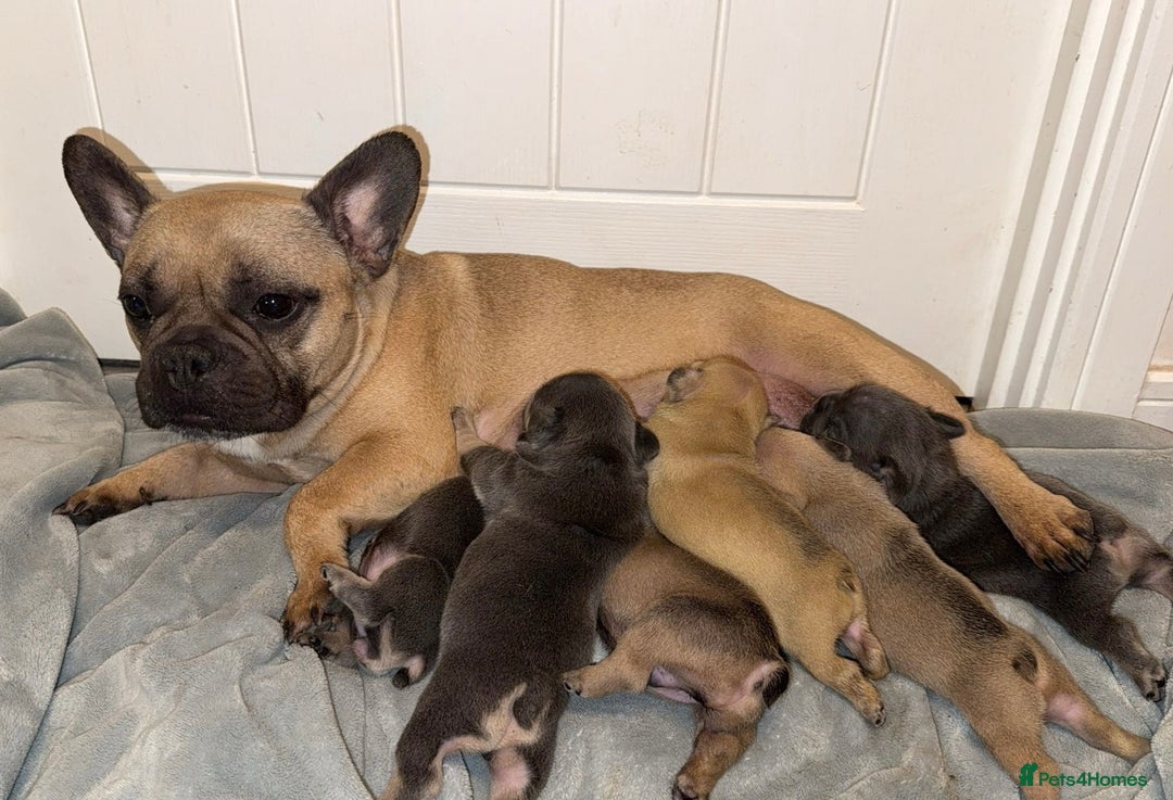 French Bulldog dogs for sale: French bulldog puppies - Advert 7