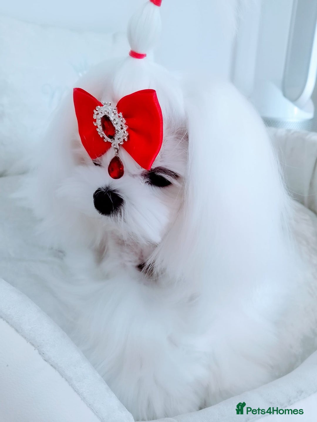Maltese dogs for sale: 🩵KC reg  Korean doll face Maltese 🩵 - Image 3