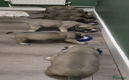 Bullmastiff dogs for sale: Bullmastiff Puppies  - Image 8