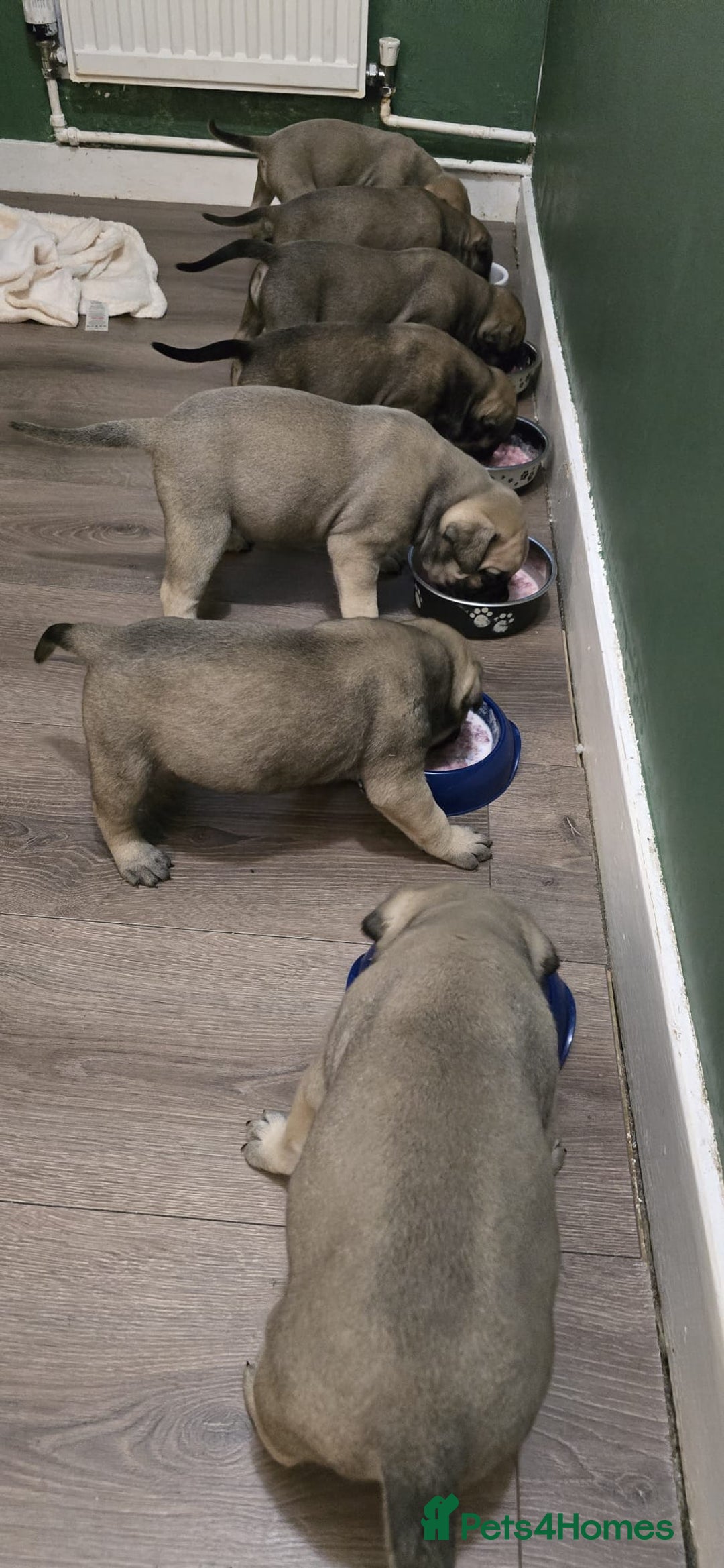 Bullmastiff dogs for sale: Bullmastiff Puppies  - Image 8