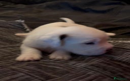 Mastiff dogs for sale: Mastiff puppies  - Image 10