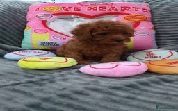 Miniature Poodle dogs for sale: Miniature red poodles 2💙2🩷 - Image 6