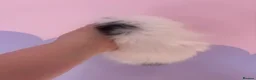 Mixed Breed cats for sale: Long hair fluffy kittens 2 white boys 1 cow cat gi - Advert 6
