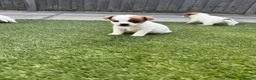 Jack Russell dogs for sale: Jack russel - Advert 8