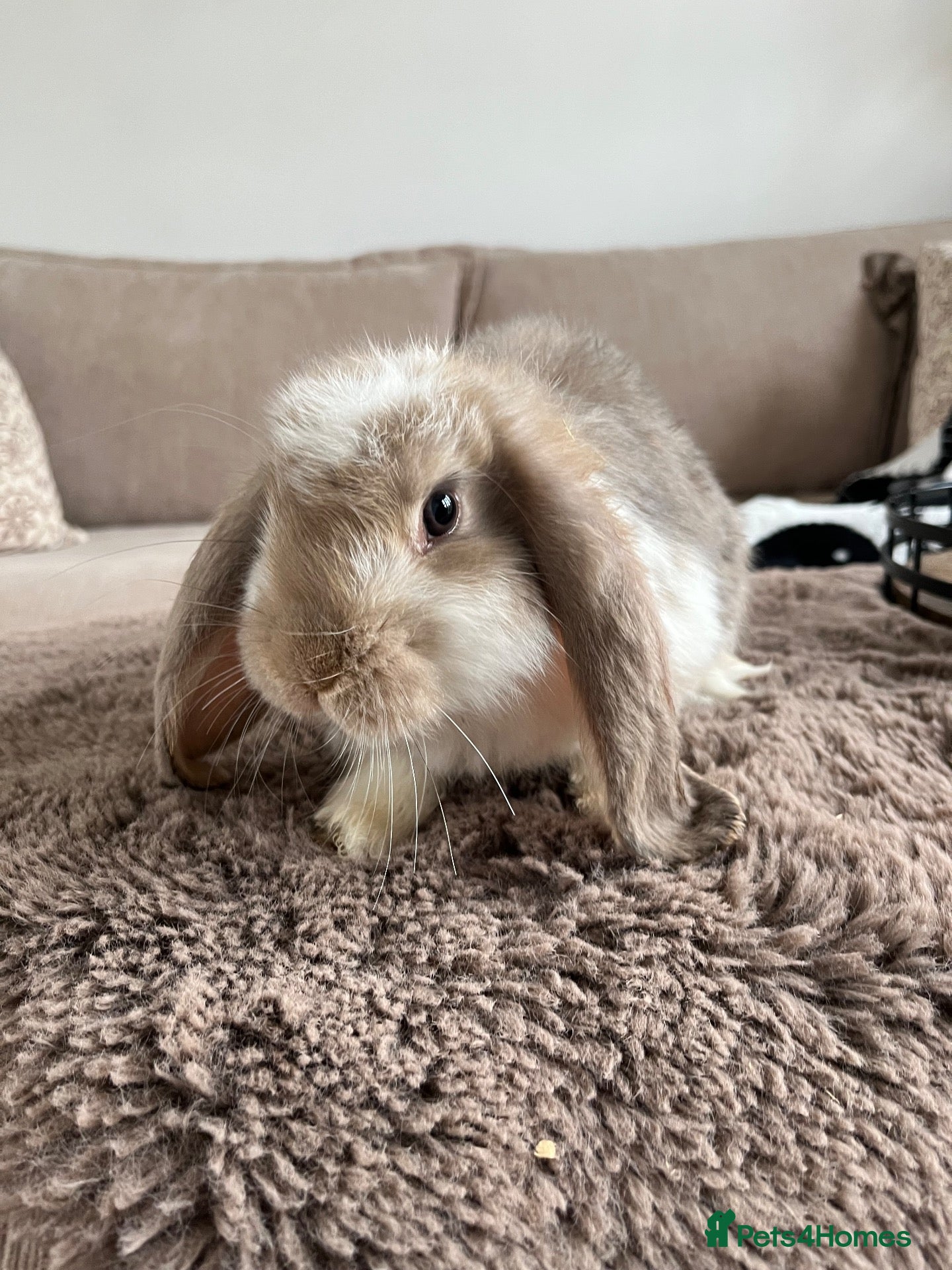 French Lop rabbits for sale: 🐰 Mini Lops Ready to Leave 🐰 - Advert 2