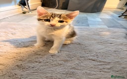 Mixed Breed cats for sale: mixed savvanh with domestic cat - Image 2