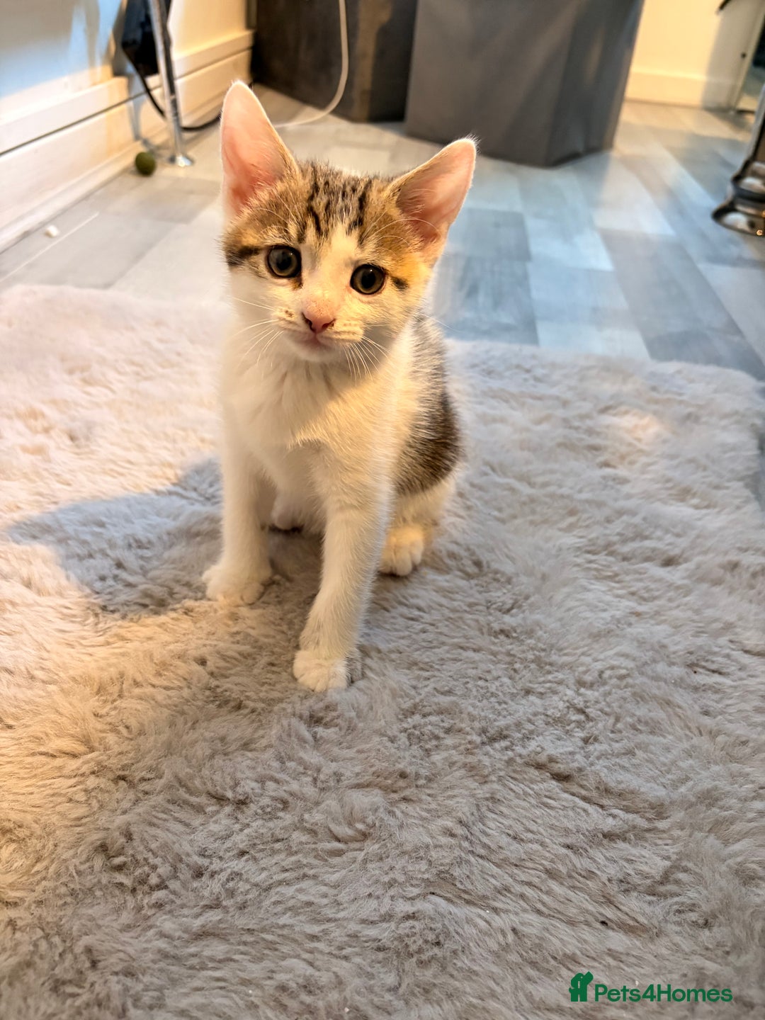 Mixed Breed cats for sale: mixed savvanh with domestic cat - Image 2